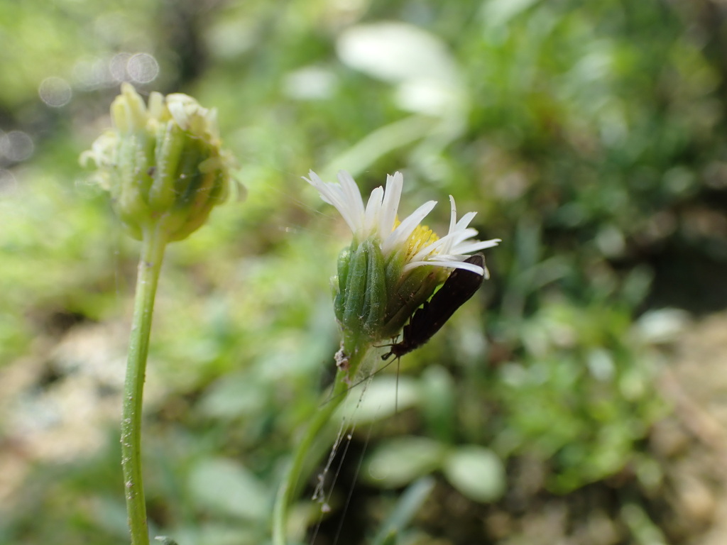 Erigeron heteromorphus