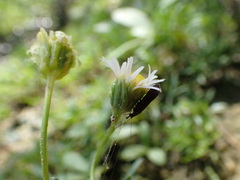 Erigeron heteromorphus