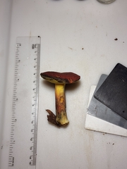 Cyanoboletus cyaneitinctus