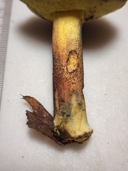 Cyanoboletus cyaneitinctus