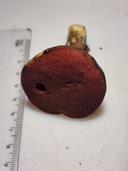 Cyanoboletus cyaneitinctus