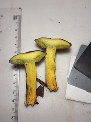 Cyanoboletus cyaneitinctus