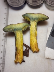 Cyanoboletus cyaneitinctus