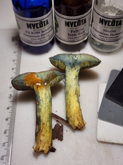 Cyanoboletus cyaneitinctus
