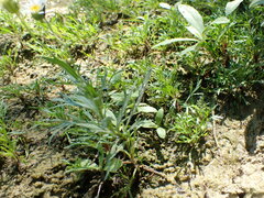 Erigeron heteromorphus