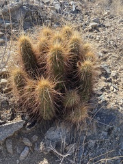 Echinocereus engelmannii engelmannii