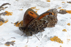 Erebia montanus