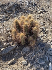 Echinocereus engelmannii engelmannii