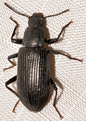 Xylopinus saperdoides