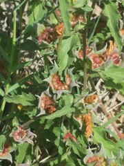 Malvastrum aurantiacum