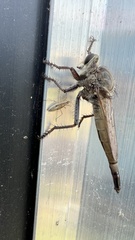 Proctacanthus milbertii