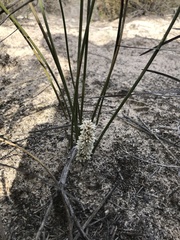 Lomandra juncea