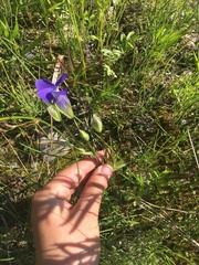 Gentianopsis detonsa