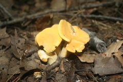 Cantharellus flavus