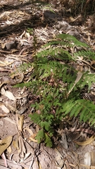 Agrimonia eupatoria image