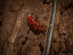 Lemodes coccinea