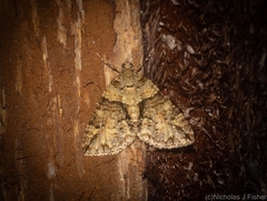 Polyclysta hypogrammata