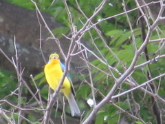 Passerina leclancherii