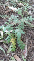 Agrimonia eupatoria image