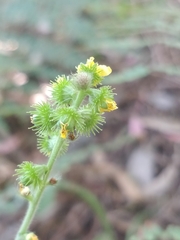 Agrimonia eupatoria image