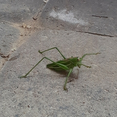 Hubbellia marginifera