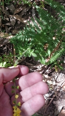 Agrimonia eupatoria image