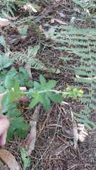 Agrimonia eupatoria image