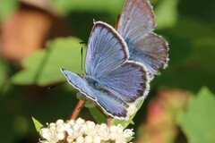 Plebejus idas atrapraetextus
