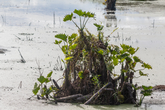 Thaumatophyllum paludicola