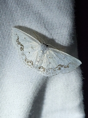 Scopula purata