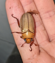 Pelidnota strigosa