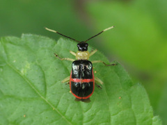 Paratriarius adonis