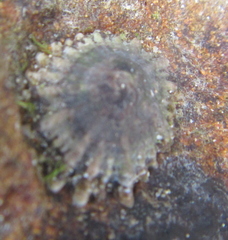 Siphonaria