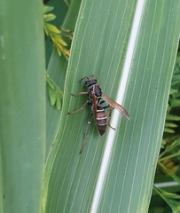 Polistes pacificus