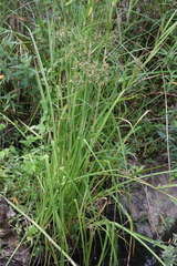 Cyperus platystylis