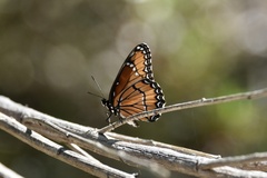 Limenitis archippus obsoleta