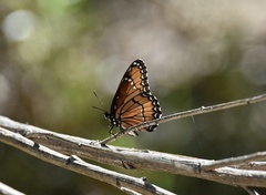 Limenitis archippus obsoleta