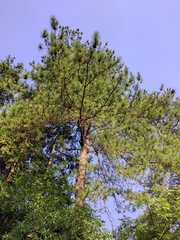 Pinus fenzeliana