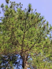 Pinus fenzeliana