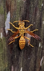 Polistes olivaceus