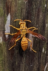 Polistes olivaceus