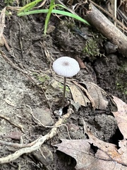 Entoloma perumbilicatum