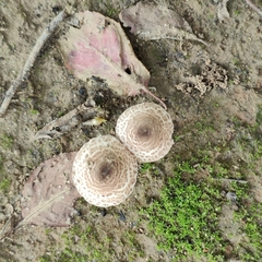 Lepiota brunneoincarnata