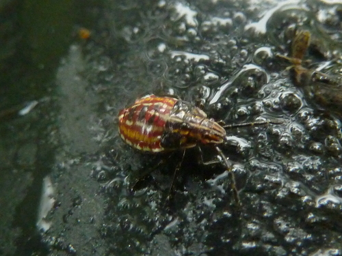 Edge-striped Shield Bug