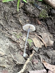 Entoloma perumbilicatum