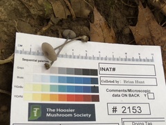 Entoloma perumbilicatum