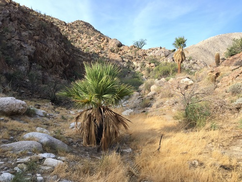 California fan palm