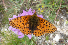Boloria