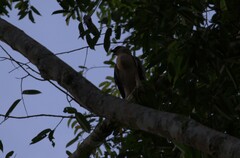 Nisaetus nanus