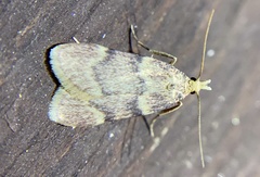Acallis alticolalis